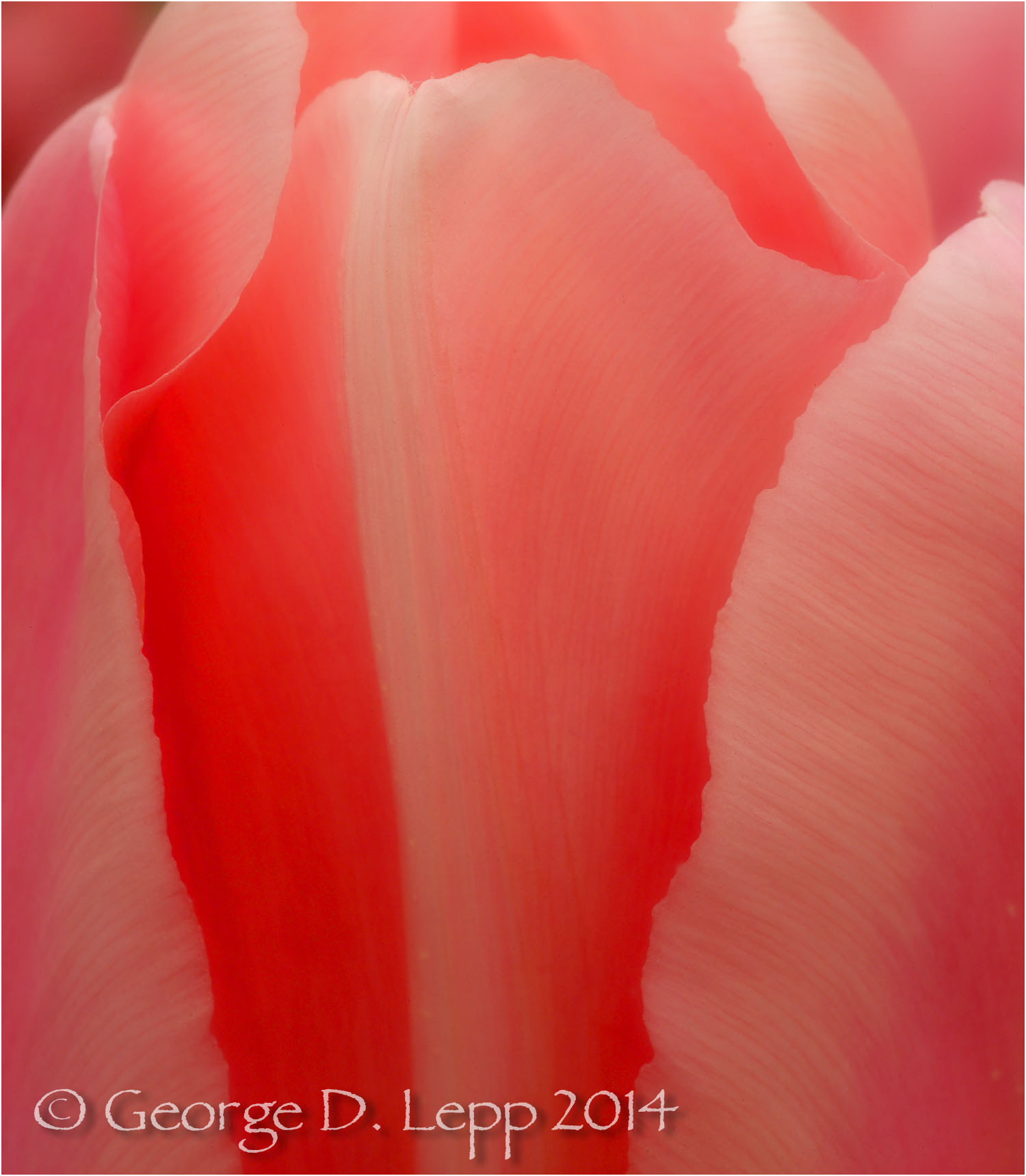 Tulips, Holland. © George D. Lepp 2014 PG-TU-0200