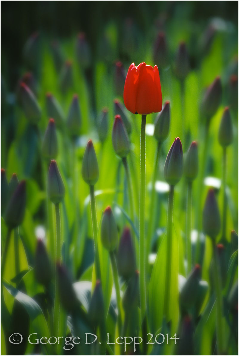 Tulips, Holland. © George D. Lepp 2014 PG-TU-0035