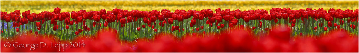 Tulips, Holland. © George D. Lepp 2014 PG-TU-0013