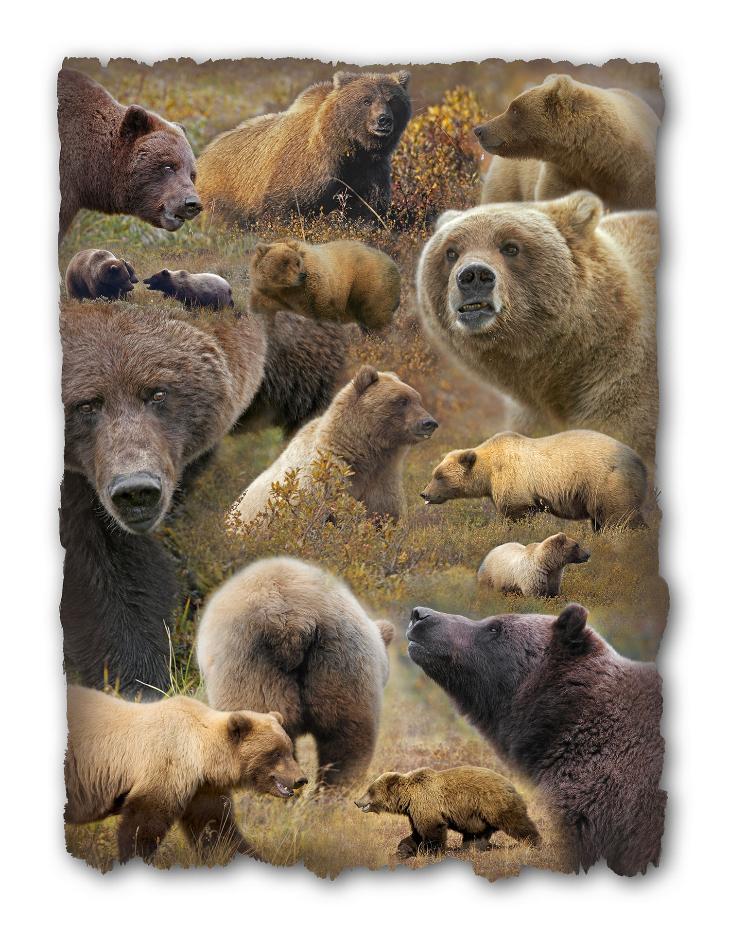 Poster of Grizzly Bears in Denali NP, Alaska. © George D. Lepp 2014 M-BE-GR-0001