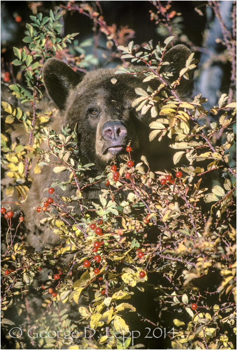 Black Bear, Rose Hips, Yellowstone NP. © George D. Lepp 2014 M-BE-BL-0005