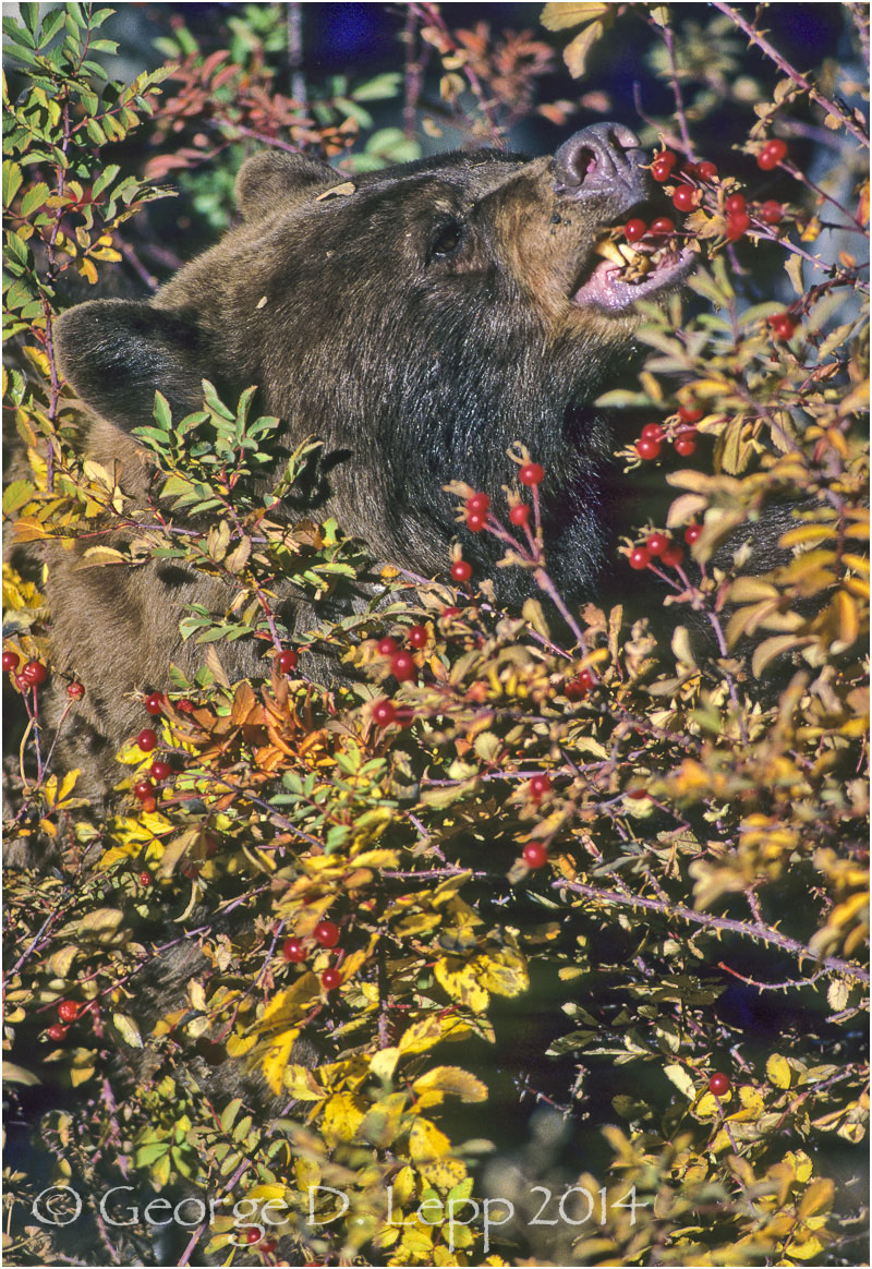Black Bear, Rose Hips, Yellowstone NP. © George D. Lepp 2014 M-BE-BL-0027