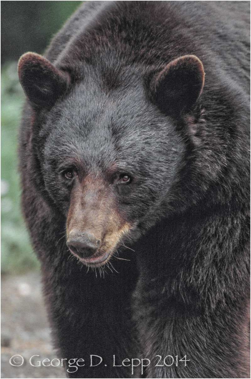 Black Bear, Alaska. © George D. Lepp 2014 M-BE-BL-0031