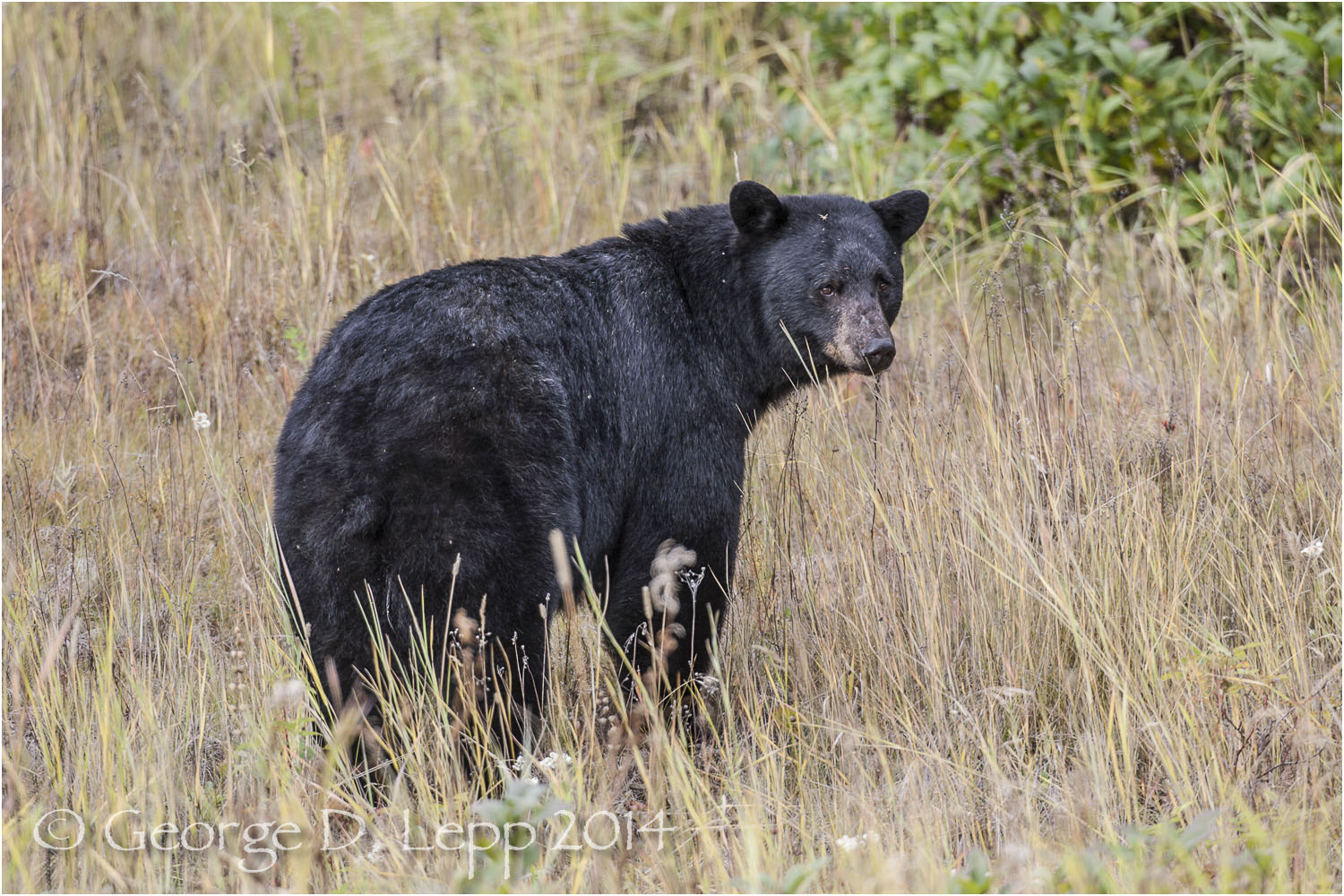 Black Bear, British Columbia, Canada. © George D. Lepp 2014 M-BE-BL-0036