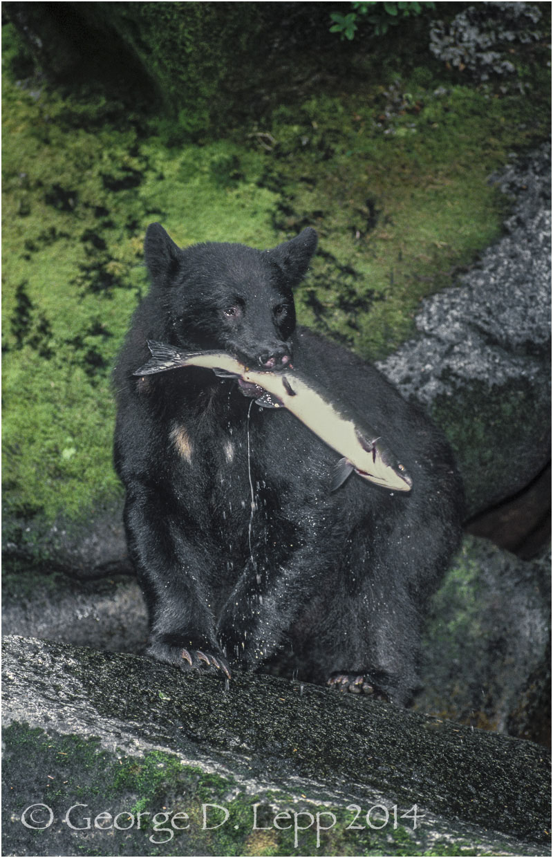Black Bear, Alaska. © George D. Lepp 2014 M-BE-BL-0028