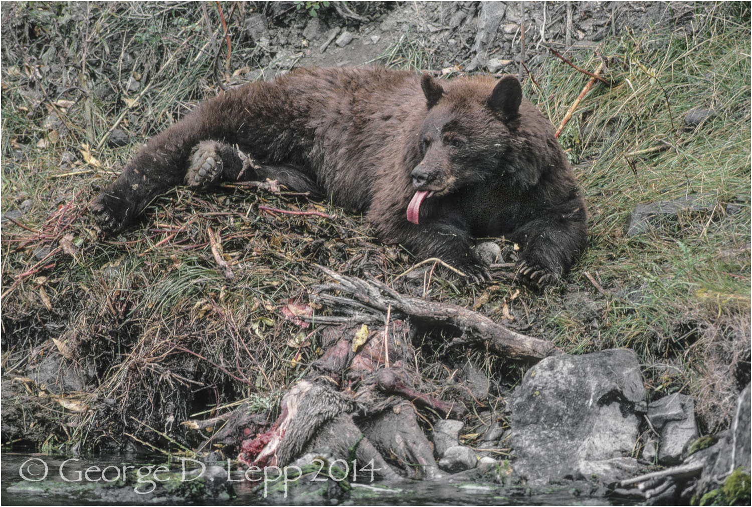 Black Bear on elk carcass, Yellowstone NP. © George D. Lepp 2014 M-BE-BL-0033