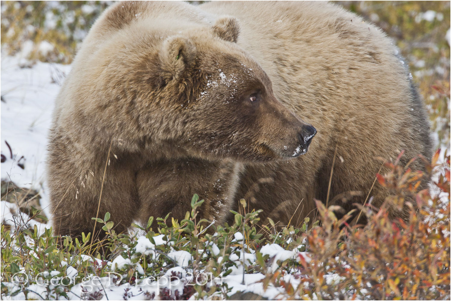 Grizzly Bear, Denali NP, Alaska. © George D. Lepp 2014 M-BE-GR-0072