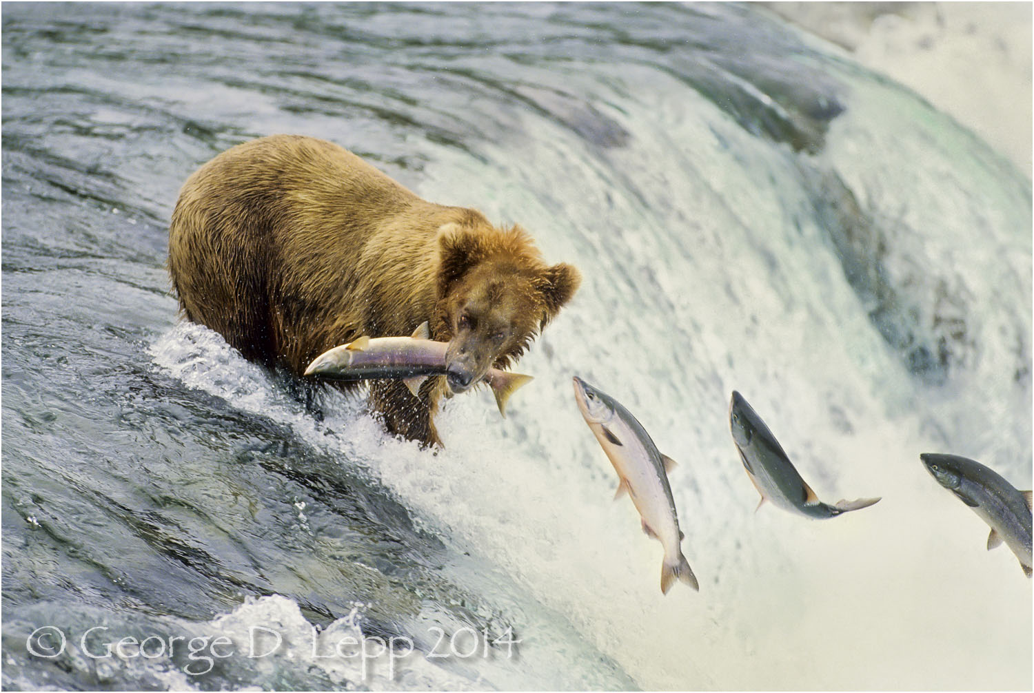 Grizzly Bear, Alaska. © George D. Lepp 2014 M-BE-GR-1001