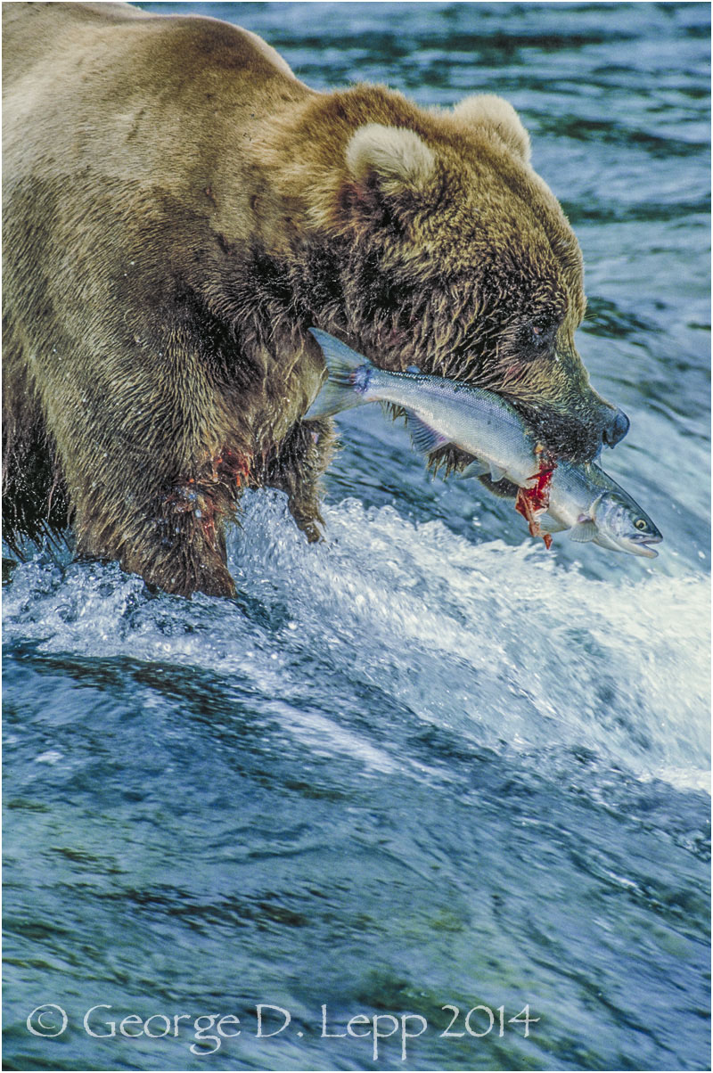 Grizzly Bear, Alaska. © George D. Lepp 2014 M-BE-GR-1002
