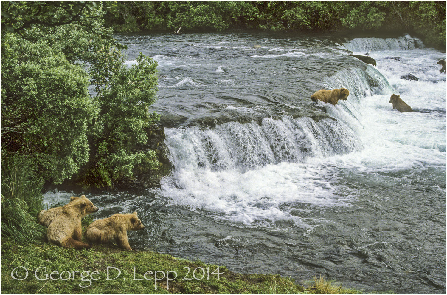 Grizzly Bear, Alaska. © George D. Lepp 2014 M-BE-GR-1003