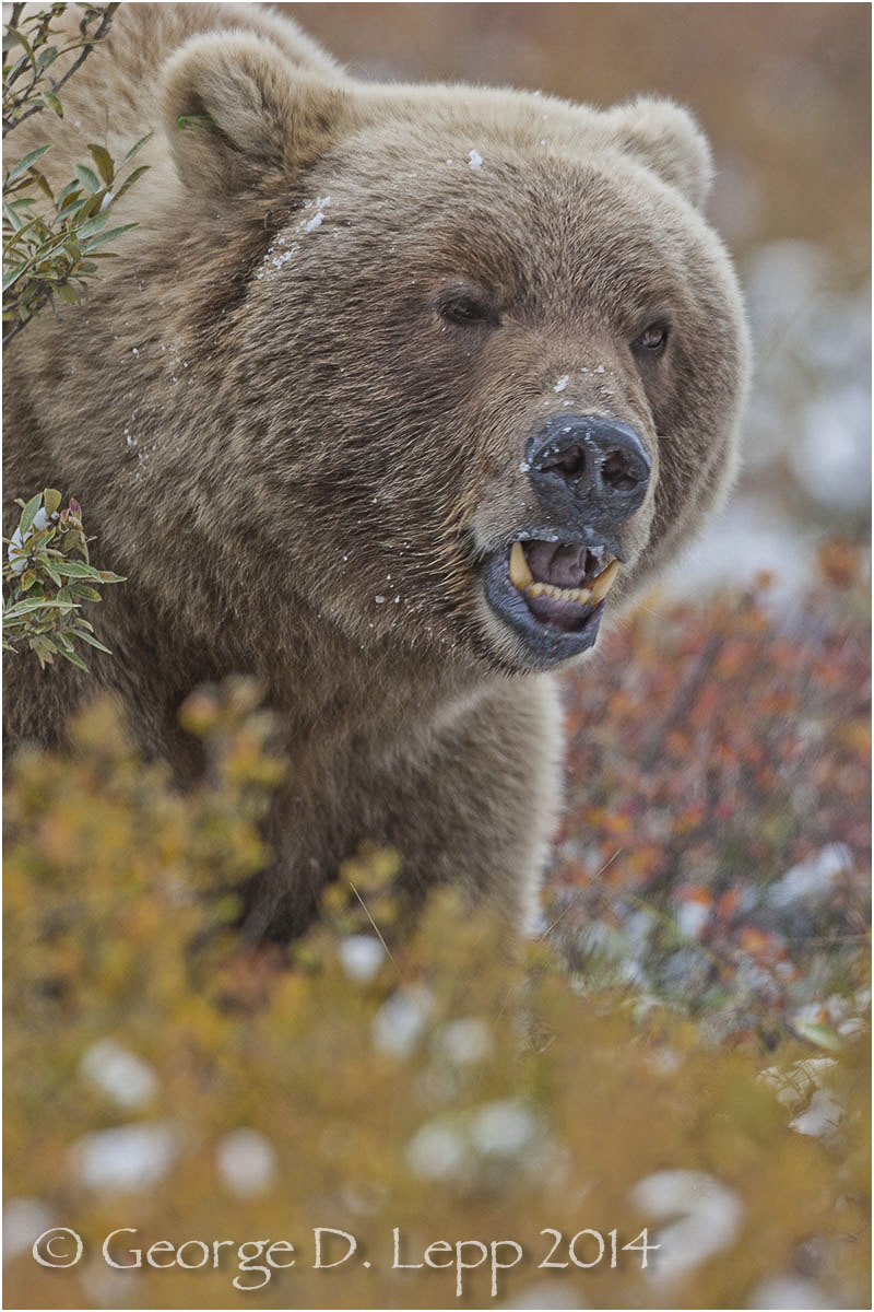 Grizzly Bear, Denali NP, Alaska. © George D. Lepp 2014 M-BE-GR-0018