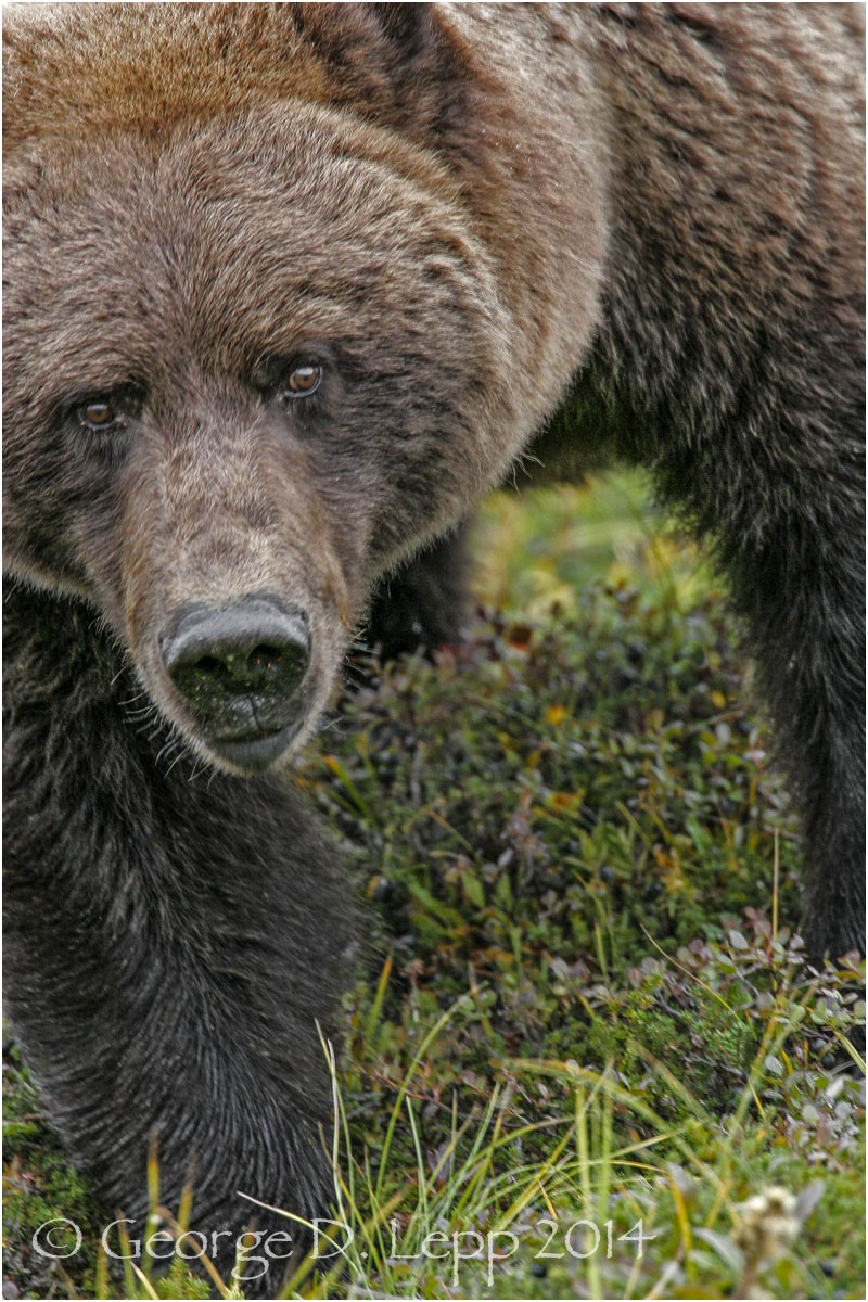 Grizzly Bear, Denali NP, Alaska. © George D. Lepp 2014 M-BE-GR-0028