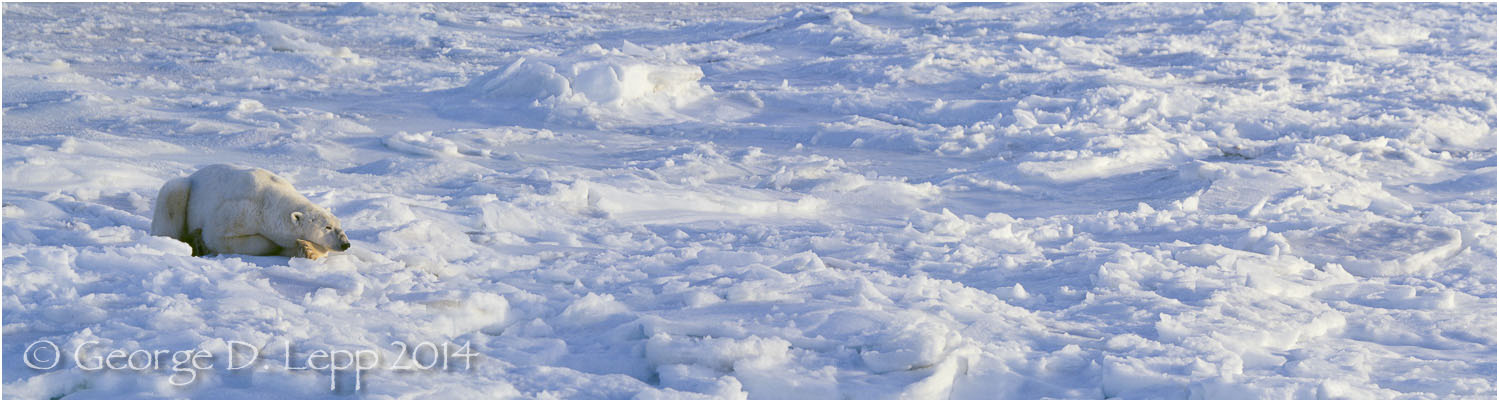 Polar Bear at edge of Hudson Bay, Manitoba, Canada. © George D. Lepp 2014 M-BE-PO-0072