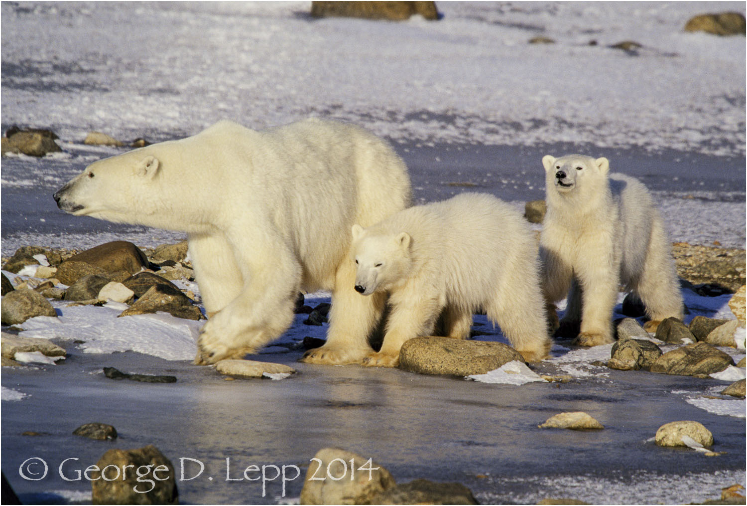Polar Bear with cubs at edge of Hudson Bay, Manitoba, Canada. © George D. Lepp 2014 M-BE-PO-0067