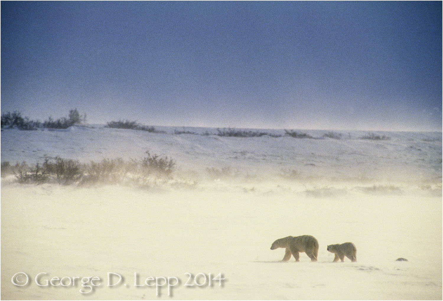 Polar Bear with cub at edge of Hudson Bay, Manitoba, Canada. © George D. Lepp 2014 M-BE-PO-0072
