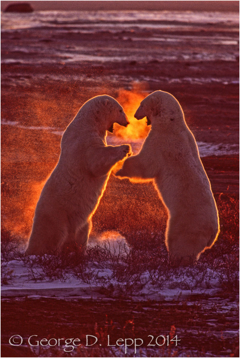 Polar Bears in play fight, Manitoba, Canada. © George D. Lepp 2014 M-BE-PO-0048