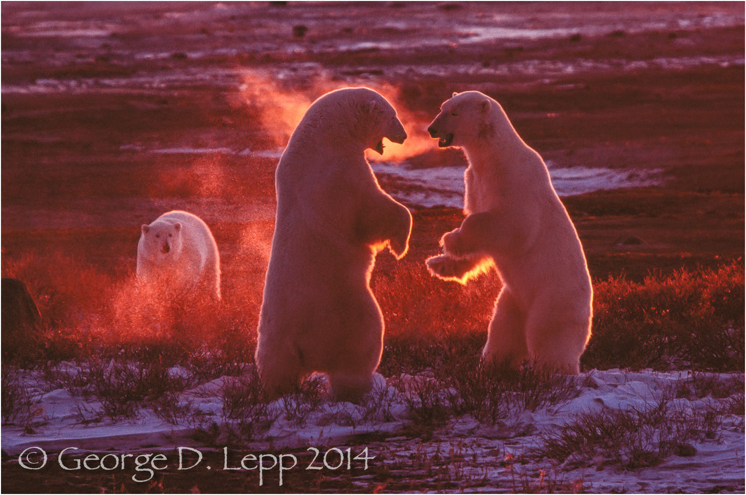 Polar Bears in play fight, Manitoba, Canada. © George D. Lepp 2014 M-BE-PO-0062