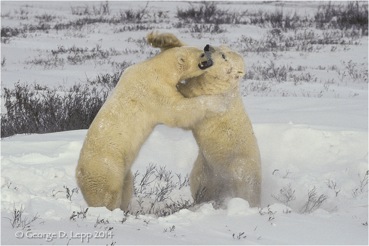 Polar Bears in play fight, Manitoba, Canada. © George D. Lepp 2014 M-BE-PO-0048