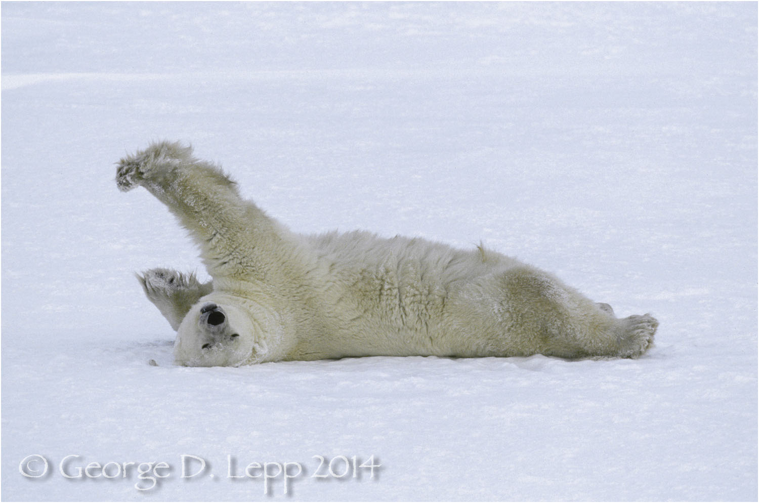 Polar Bear at edge of Hudson Bay, Manitoba, Canada. © George D. Lepp 2014 M-BE-PO-0106