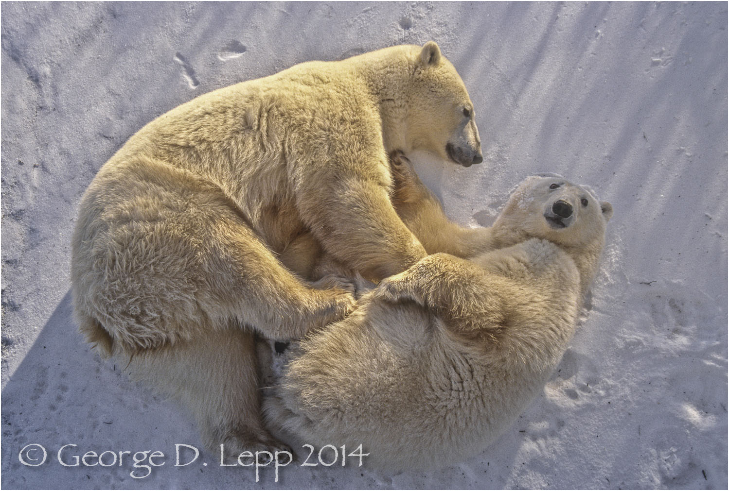 Polar Bear with cub at edge of Hudson Bay, Manitoba, Canada. © George D. Lepp 2014 M-BE-PO-0108