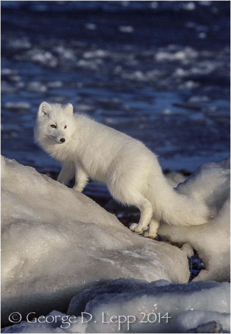 Arctic Fox, Manitoba, Canada. © George D. Lepp 2014 M-FO-AR-0008