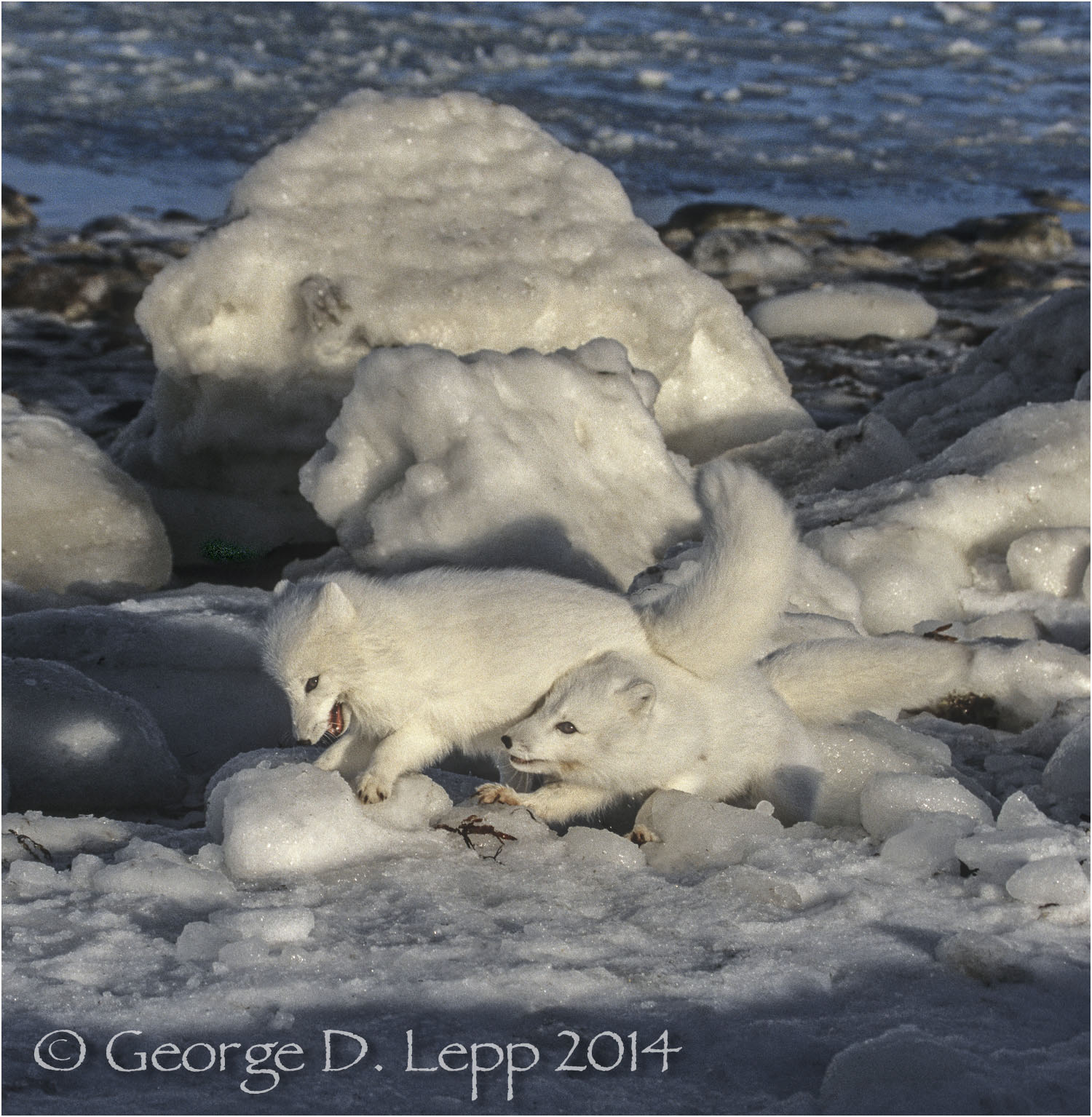 Arctic Fox, Manitoba, Canada. © George D. Lepp 2014 M-FO-AR-0011