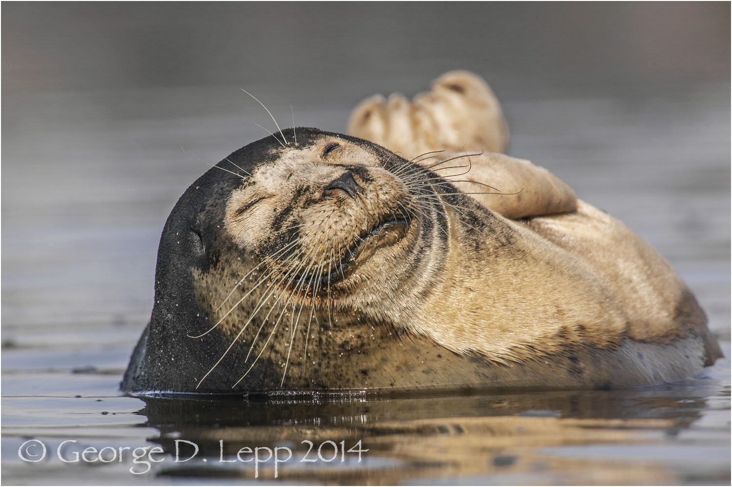 Harbor Seal, California. © George D. Lepp 2014 M-SE-HA-0002