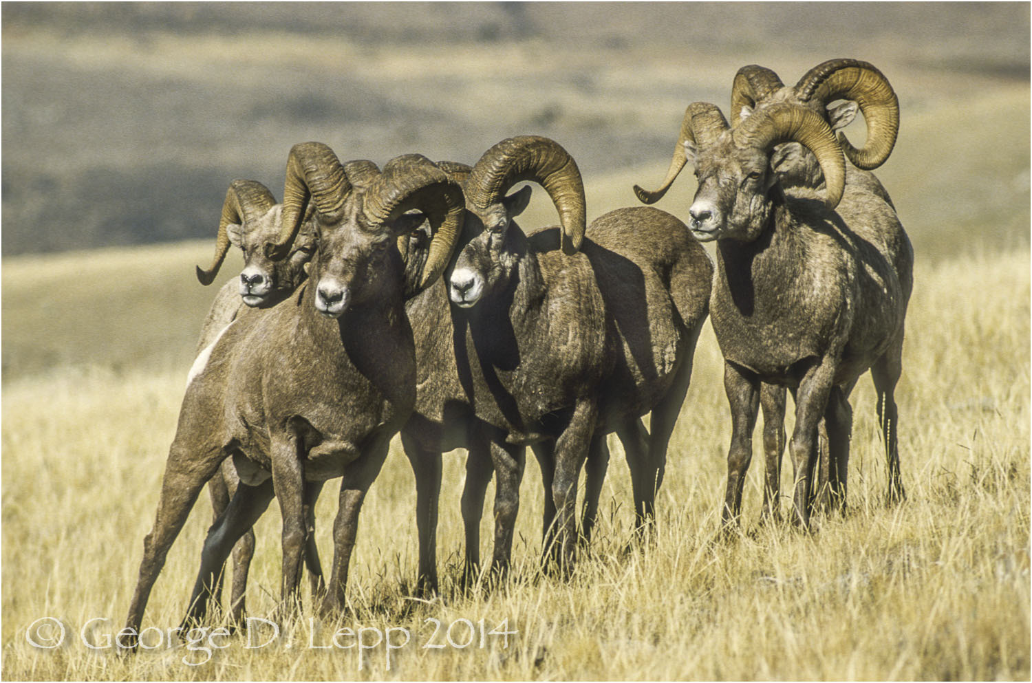 Big Horn Sheep, Yellowstone NP, Wyoming. © George D. Lepp 2014 M-SH-BH-0003