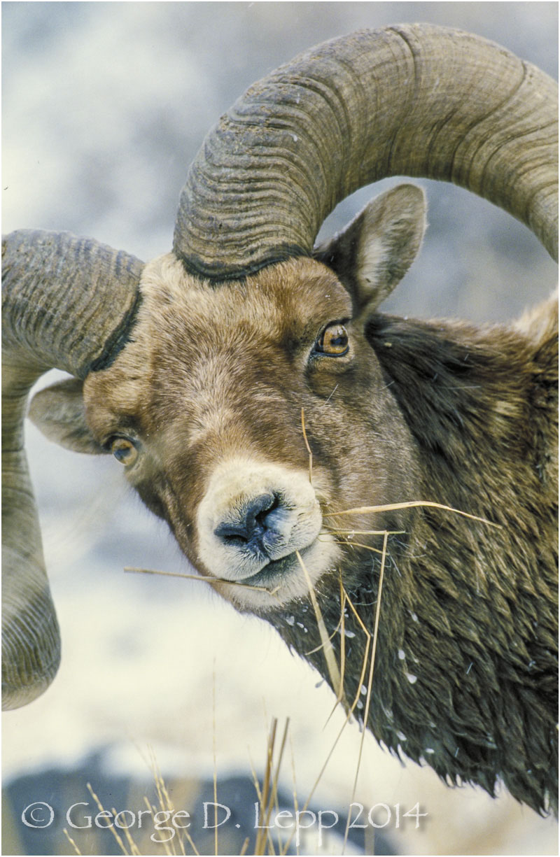 Big Horn Sheep, Yellowstone NP, Wyoming. © George D. Lepp 2014 M-SH-BH-0002