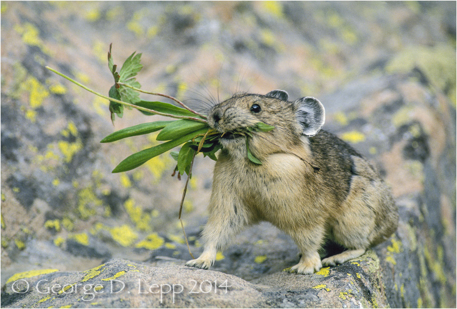 Pika, San Juan Mts., Colorado. © George D. Lepp 2014 M-PI-PI-0008