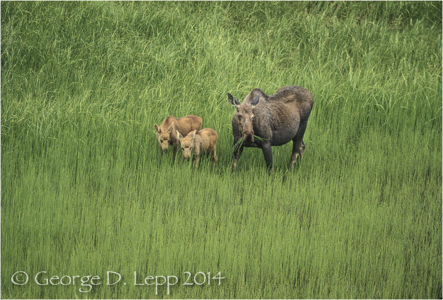 Moose, Denali NP, Alaska. © George D. Lepp 2014 M-MS-0010