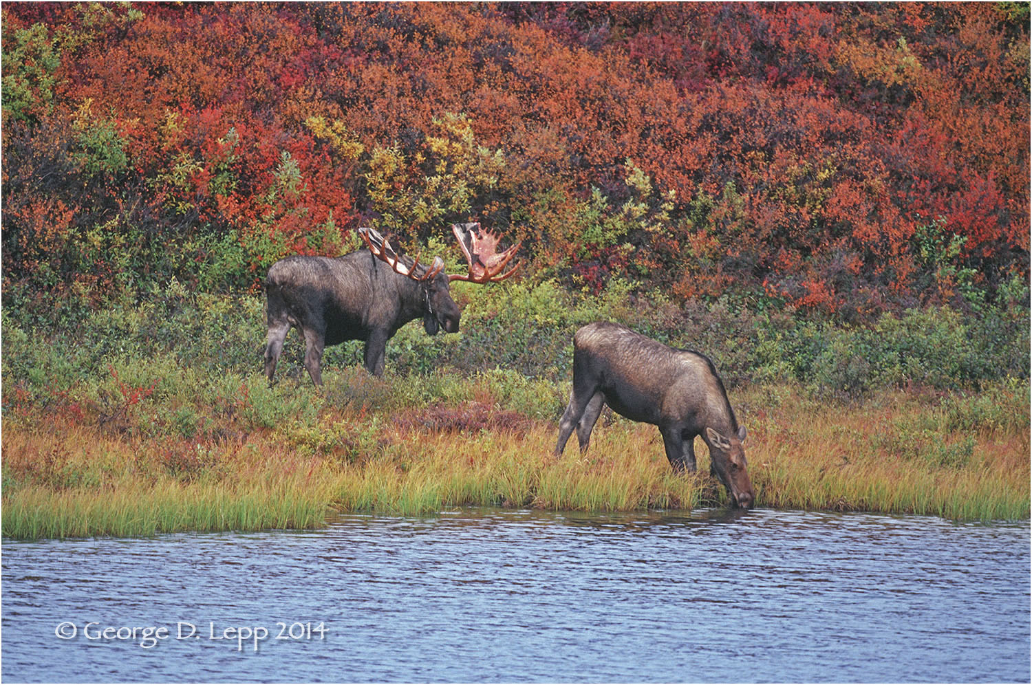 Moose, Denali NP, Alaska. © George D. Lepp 2014 M-MS-0013