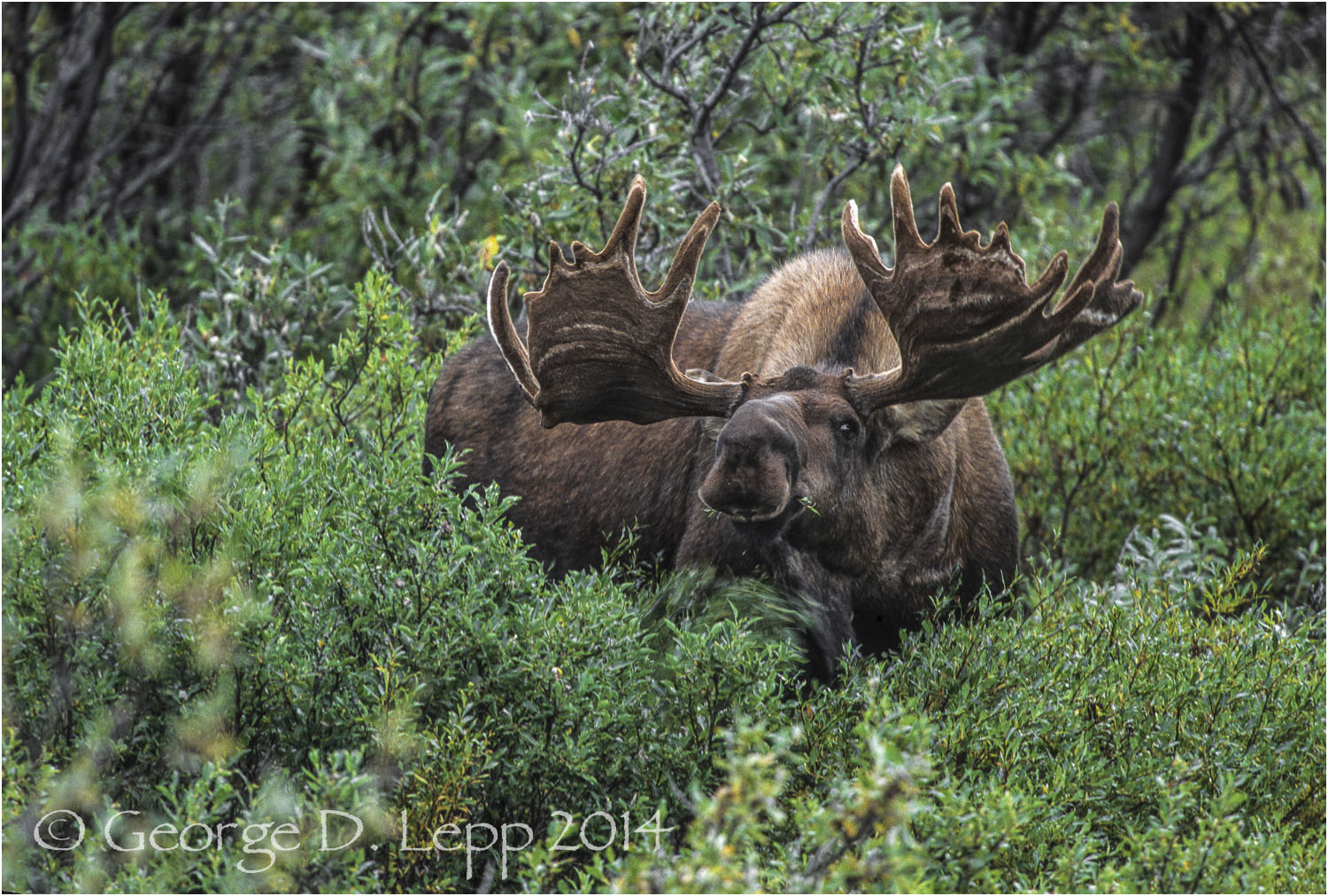Moose, Denali NP, Alaska. © George D. Lepp 2014 M-MS-0009