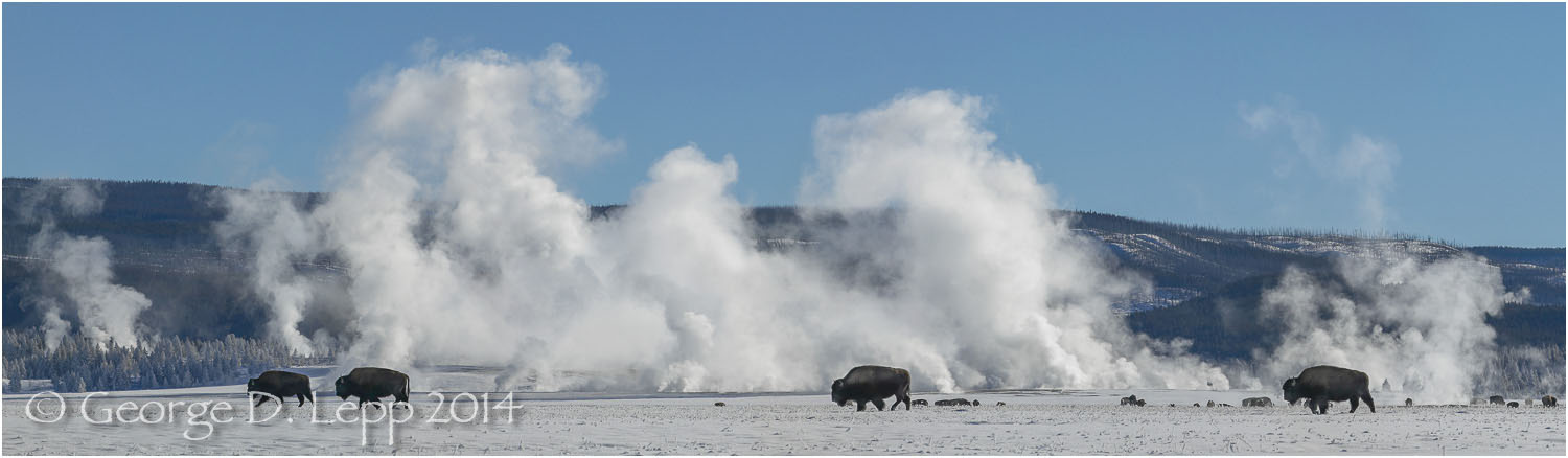 Bison, Yellowstone NP, Wyoming. © George D. Lepp 2014 M-BI-0002