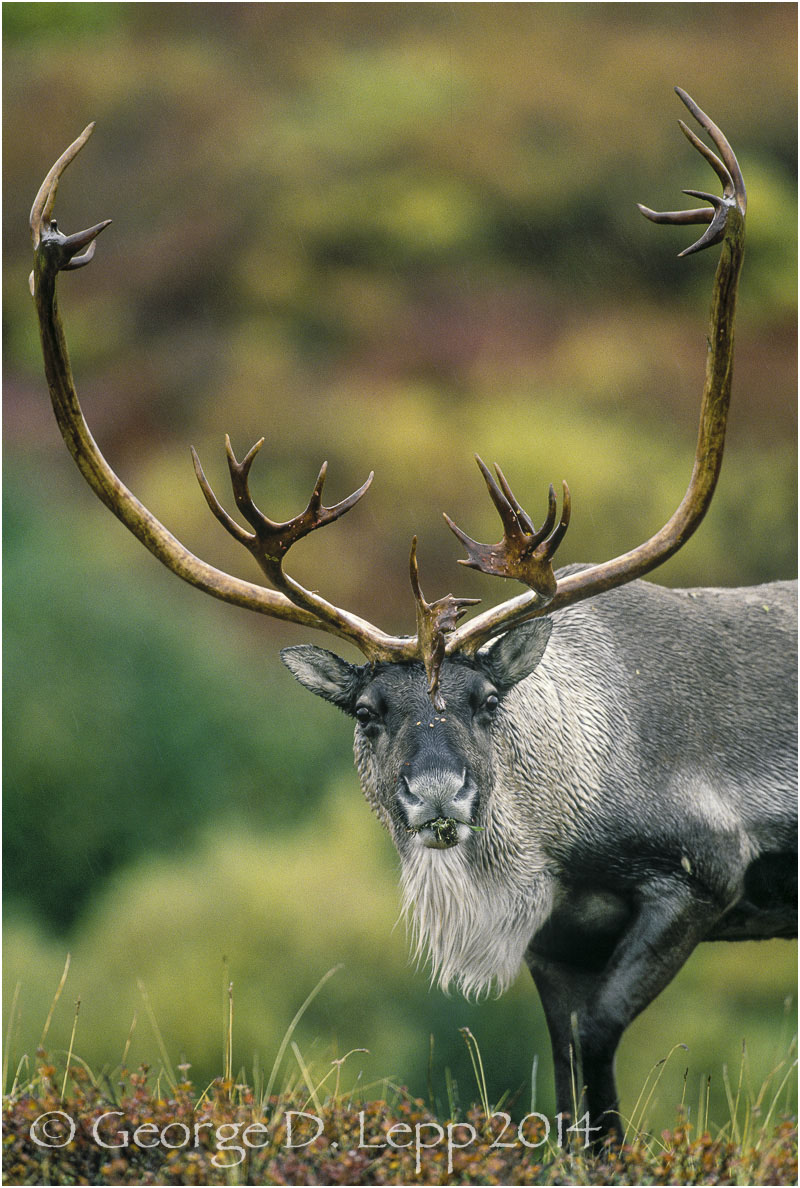 Caribou, Denali NP, Alaska. © George D. Lepp 2014 M-CR-0001