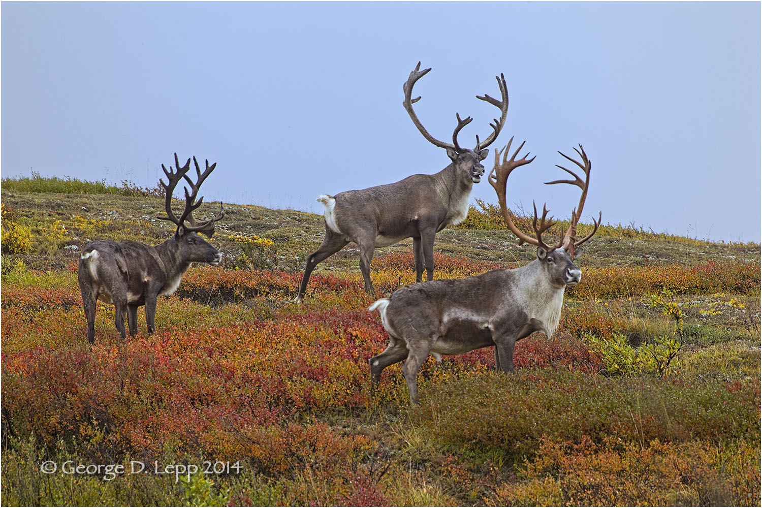 3 bull caribou in Denali National Park.
EOL image 2011