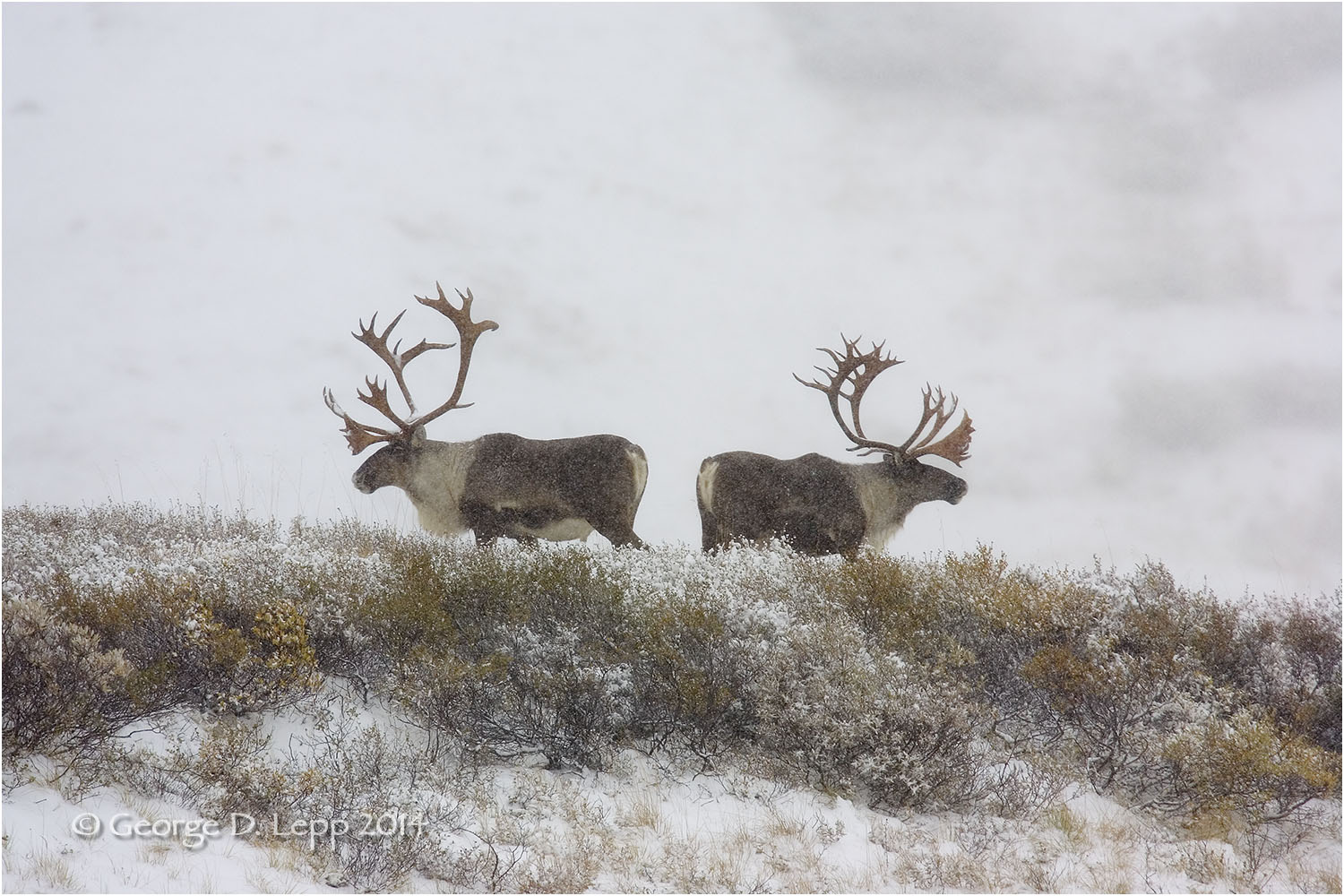 Caribou, Denali NP, Alaska. © George D. Lepp 2014 M-CR-0006