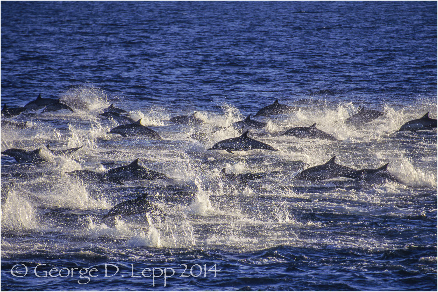 Common Dolphin, Baja California, Mexico. © George D. Lepp 2014 M-DL-CO-0014