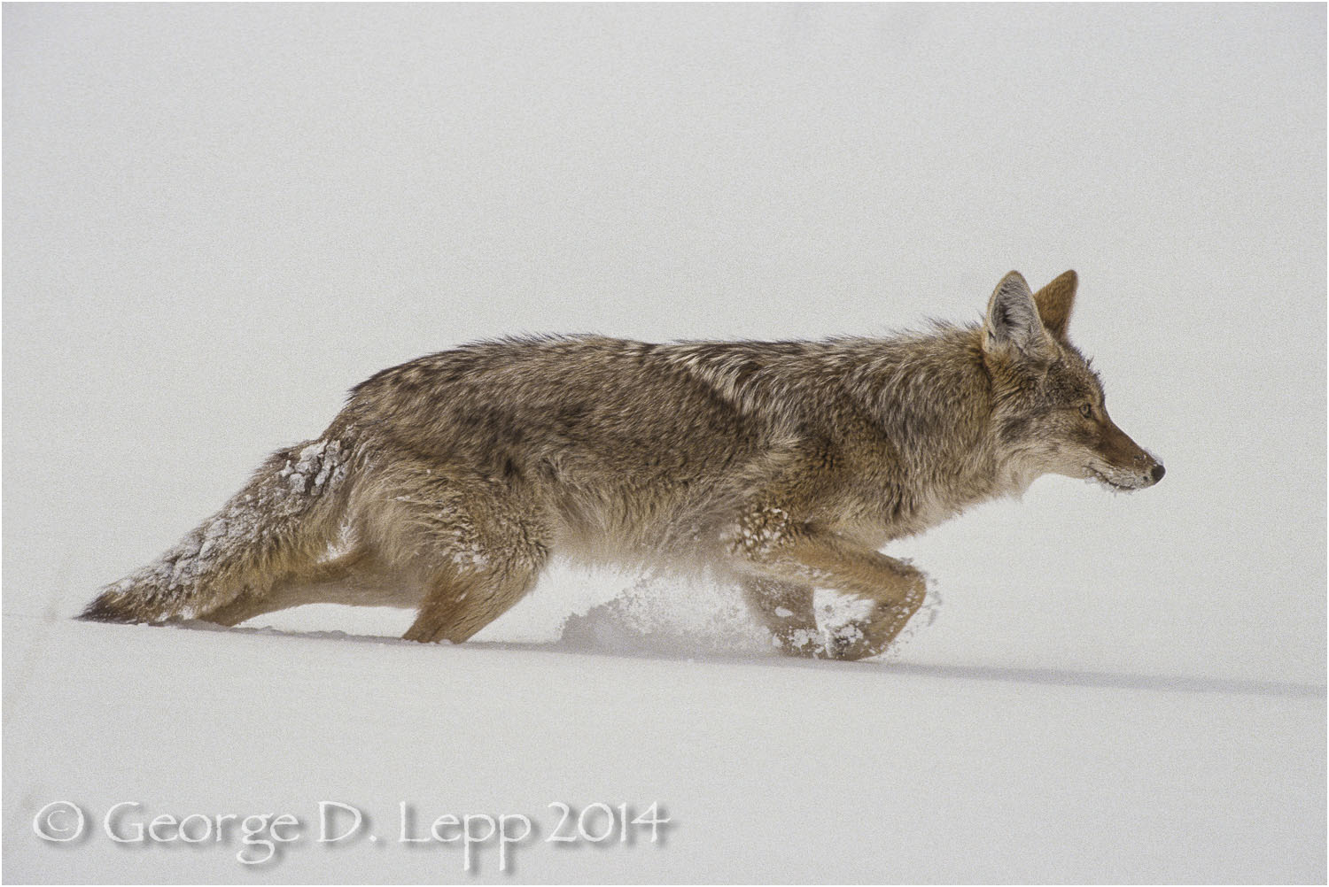 Coyote, Yellowstone N.P., Wyoming. © George D. Lepp 2014 M-CY-0012