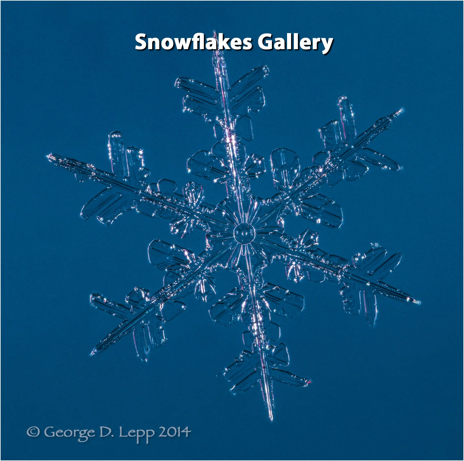 Snowflake crystal at 8X in camera magnification.