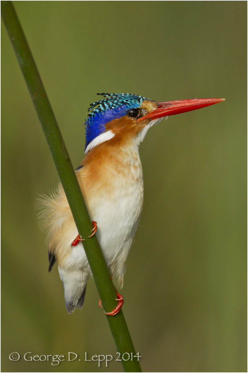 Malachite Kingfisher, Botswana, Africa. © George D. Lepp 2014 B-KF-MA-0005