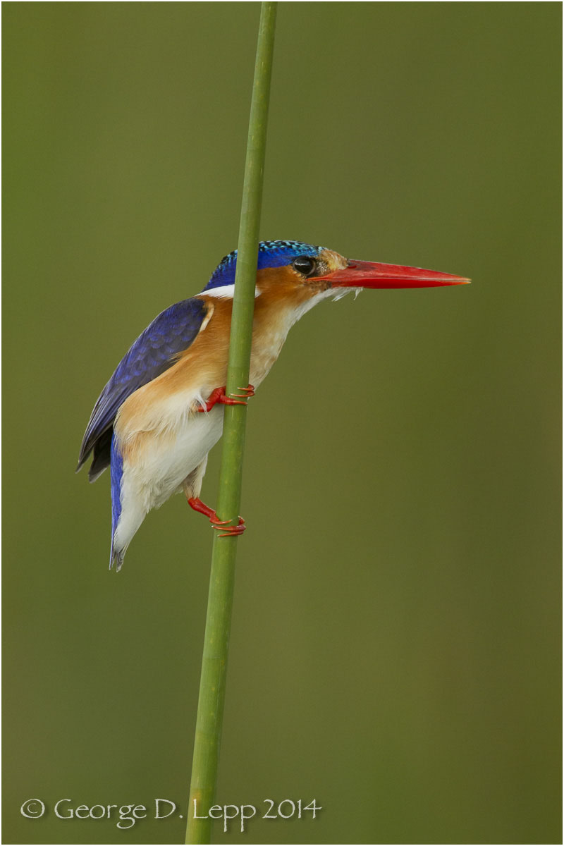 Malachite Kingfisher, Botswana, Africa. © George D. Lepp 2014 B-KF-MA-0003