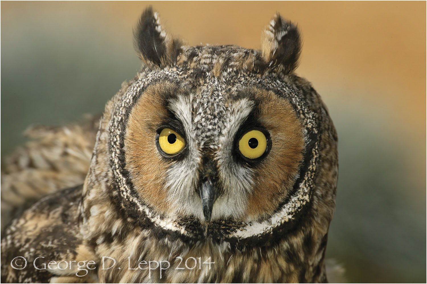 Long-eared Owl. © George D. Lepp 2014 B-OW-SH-0001