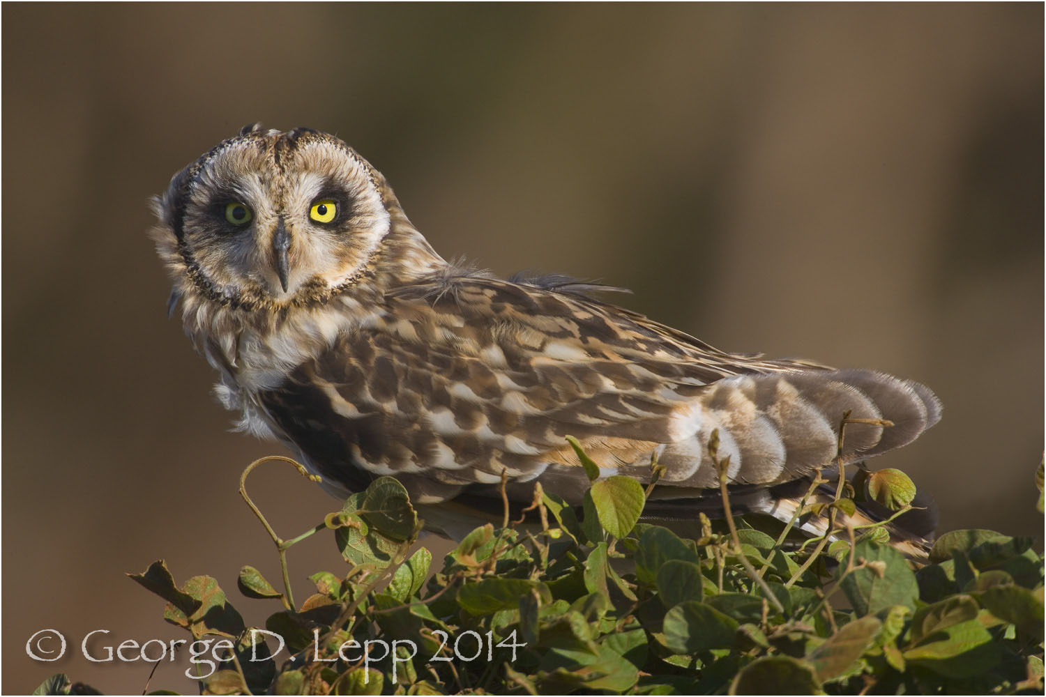 Pueo Owl, Molokai, Hawaii. © George D. Lepp 2014 B-OW-PU-0001