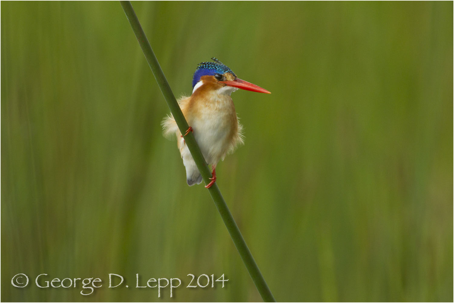 Malachite Kingfisher, Botswana, Africa. © George D. Lepp 2014 B-KF-MA-0004