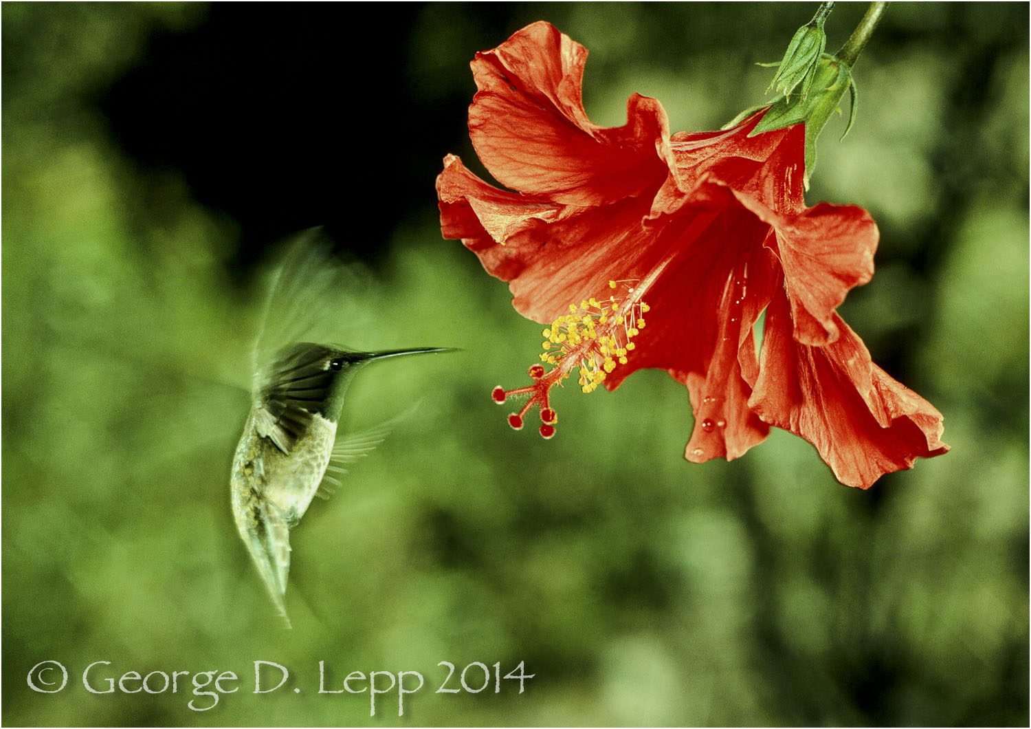 Black-chinned Hummingbird, CA. © George D. Lepp 2014 B-HB-BL-0001