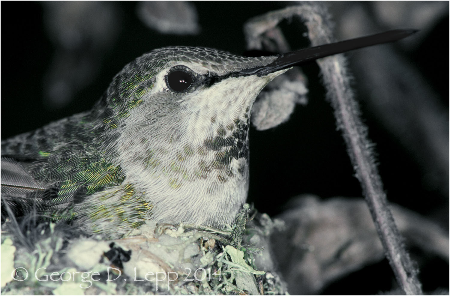 Anna's Hummingbird, CA. © George D. Lepp 2014 B-HB-AN-0001