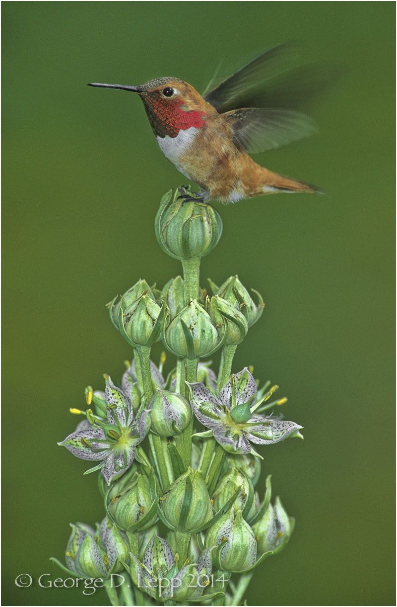 Rufous Hummingbird, CO. © George D. Lepp 2014 B-HB-RU-0005