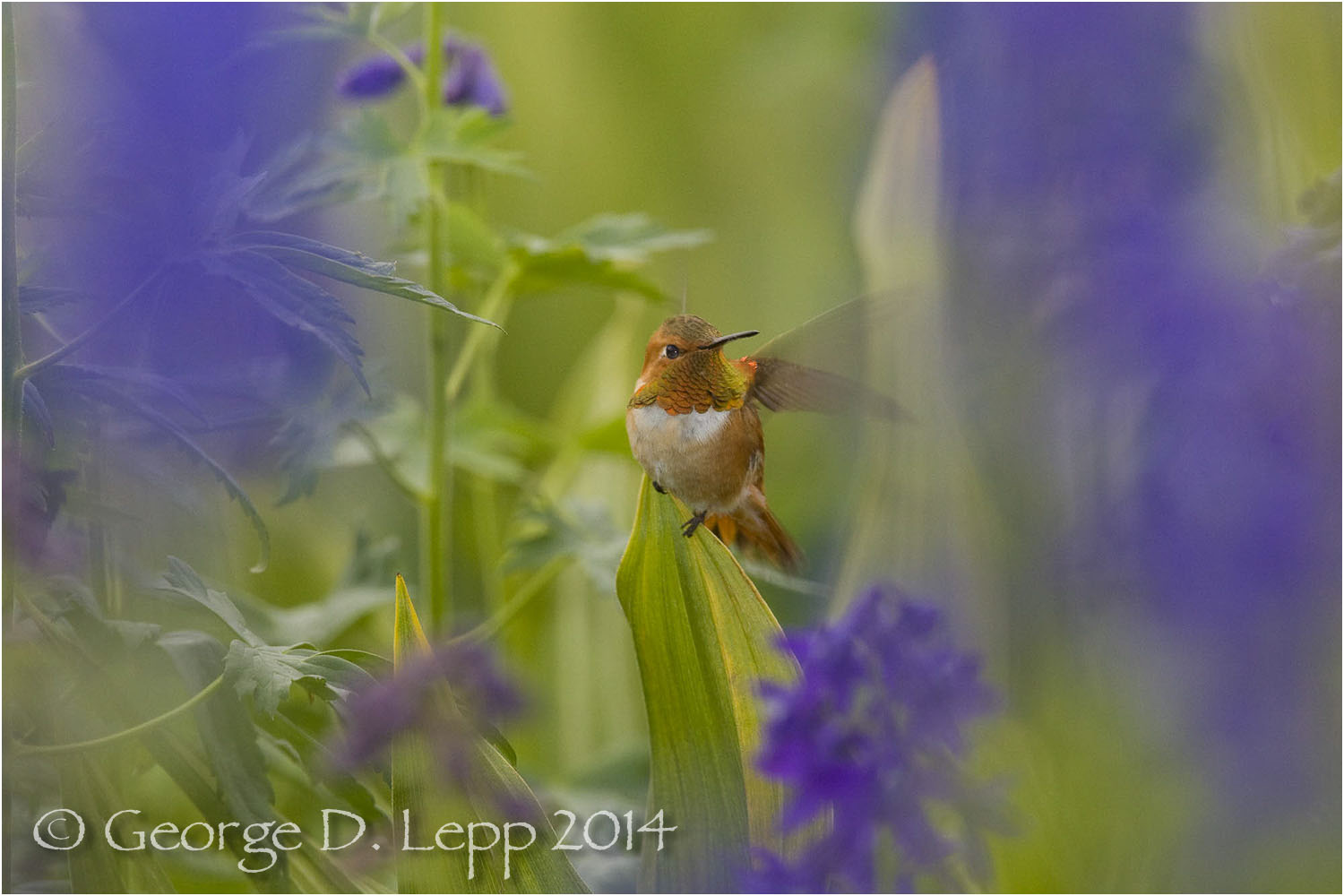 Rufous Hummingbird in larkspur, CO. © George D. Lepp 2014 B-HB-RU-0001