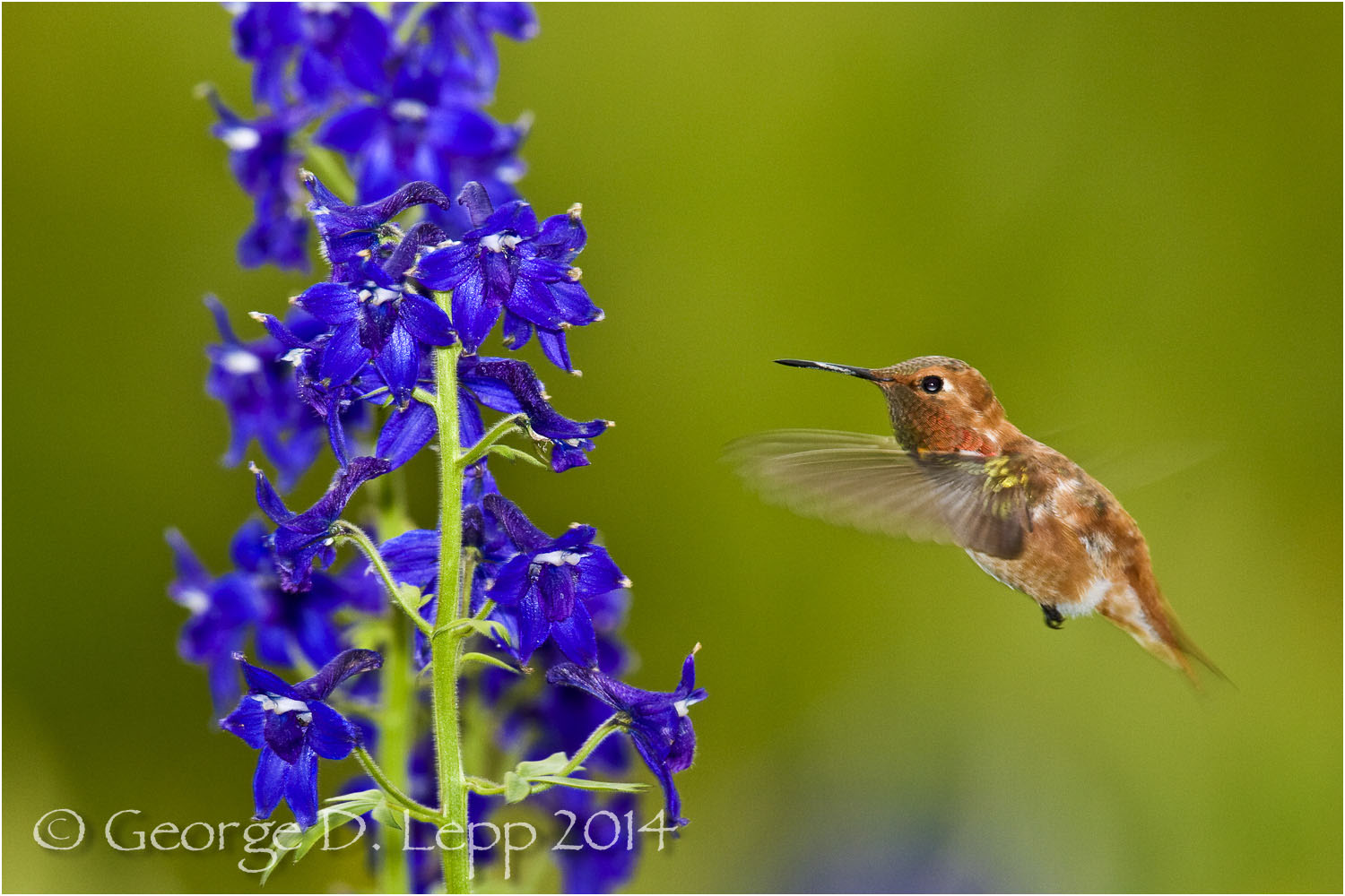 Rufous Hummingbird in larkspur, CO. © George D. Lepp 2014 B-HB-RU-0003